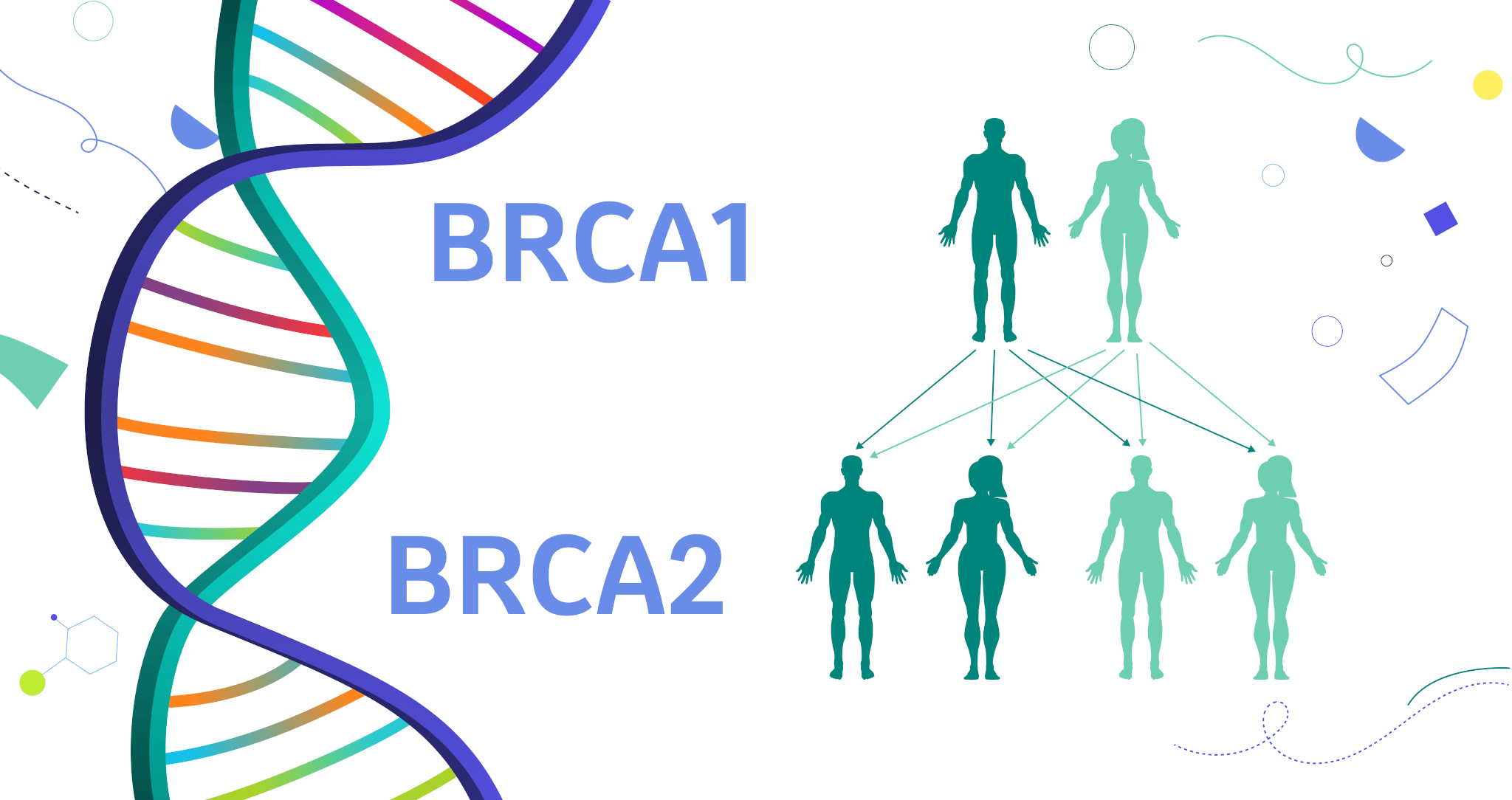 Опасна ли для мужчин мутация генов BRCA1/2, вызывающая рак у женщин Опасна ли для мужчин мутация генов BRCA1/2, вызывающая рак у женщин